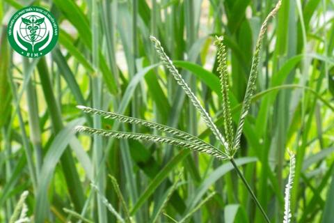 Eleusine indica (L.) Gaertn. – Cỏ mần trầu