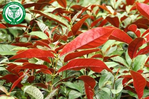 Mimosa pudica L. – Đơn đỏ