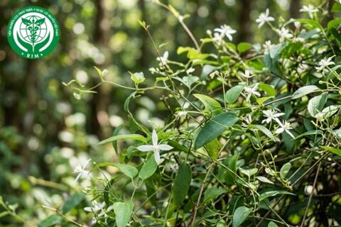 Vai trò của vị thuốc uy linh tiên trong điều trị viêm túi mật và sỏi mật