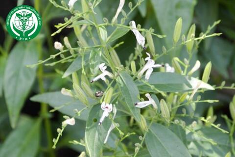 Andrographis paniculata - Xuyên tâm liên