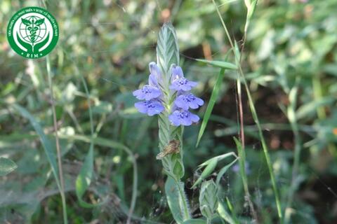 Rungia pectinata (L.) Nees - Rưng rìa