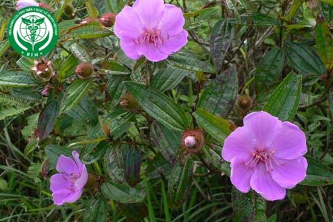 Melastoma sanguineum Sims - Mua bà