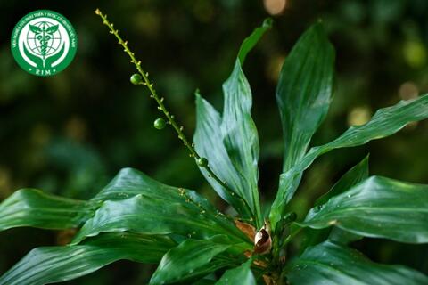 Dracaena angustifolia Roxb. - Bồng bồng