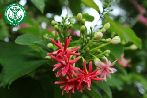 Combretum indicum (L.) DeFilipps. – Sử quân tử