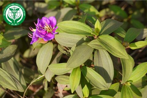 Melastoma malabathricum L. – Mua da hung