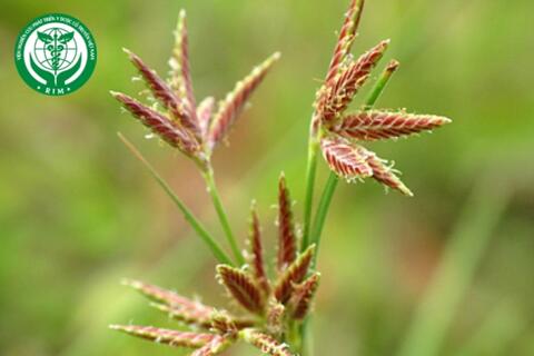 Cyperus rotundus L. - Hương phụ
