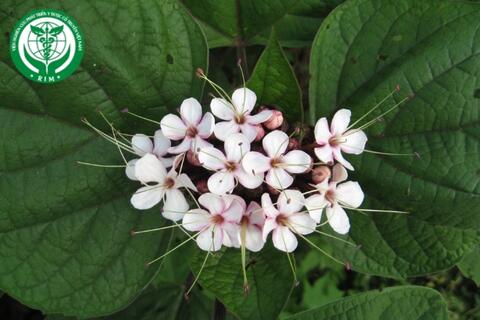Clerodendrum petasites (Lour.) S. Moor - Bạch đồng nữ