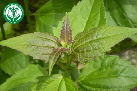 Chromolaena odorata (L.) R.M.King & H.Rob. - Cỏ lào