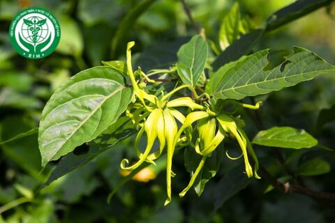Desmos chinensis Lour. - Hoa giẻ thơm