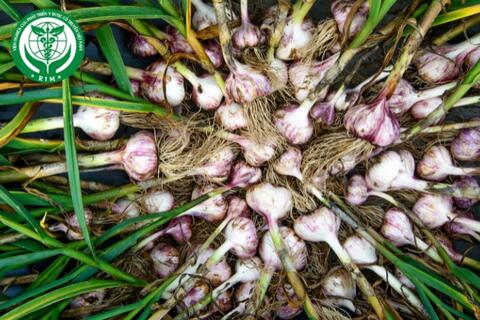 Allium sativum - Tỏi