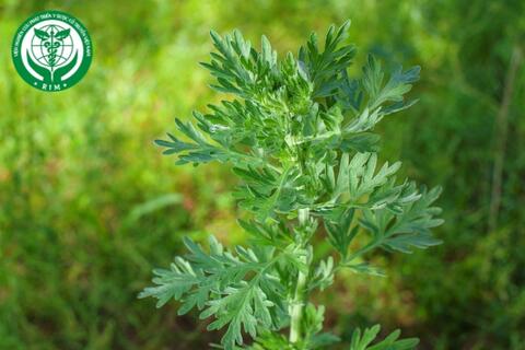 Artemisia vulgaris L. - Ngải cứu