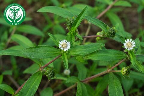 Eclipta prostrata L. - Nhọ nồi