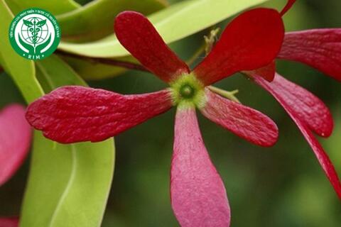 Ancistrocladus tectorius (Lour.) Merr - Trương quân lợp nhà