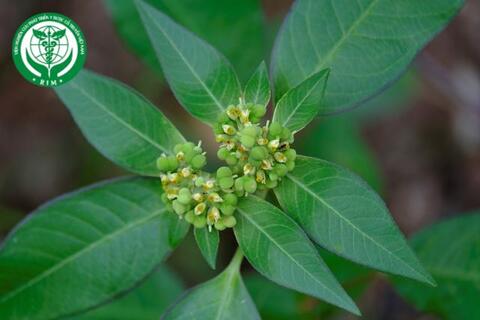 Euphorbia heterophylla L. - Cỏ mủ