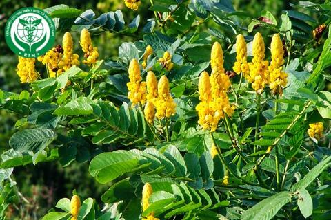 Senna alata (L.) Roxb. - Muồng trâu