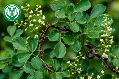 Dalbergia rimosa Roxb. - Trắc dây