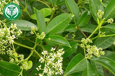 Euodia lepta (Spreng.) Merr. - Ba chạc