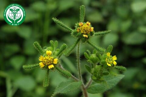 Sigesbeckia orientalis L. - Hy thiêm