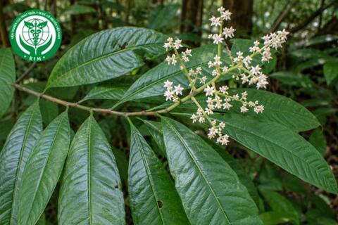 Ardisia complanata Wall. – Trọng đũa màu
