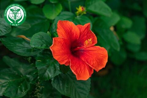 Hibiscus rosa-sinensis L. - Dâm bụt