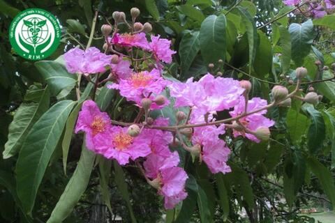 Lagerstroemia speciosa (L.) Pers. - Bằng lăng nước