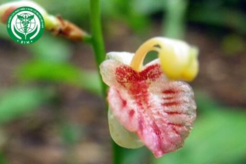 Alpinia conchigera Griff. - Riềng rừng