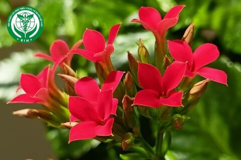 Kalanchoe crenata (Andrews) Haw. - Trường sinh lá to