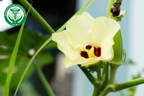 Abelmoschus esculentus (L.) Moench - Đậu bắp