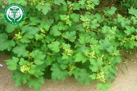 Xanthium strumarium L. - Ké đầu ngựa