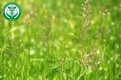 Chrysopogon aciculatus (Retz.) Trin. - Cỏ may