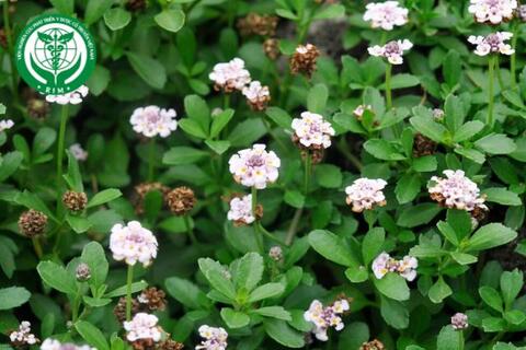 Phyla nodiflora (L.) Greene - Dây lức