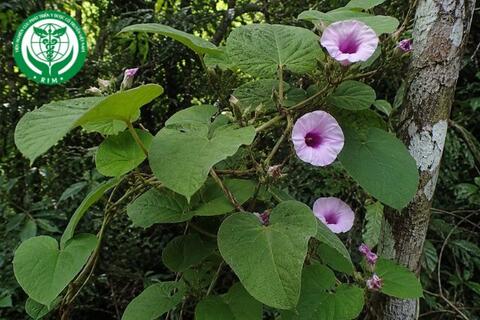 Argyreia pierreana Bois - Bạc thau pierre