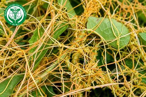 Cuscuta australis R.Br. - Tơ hồng nam