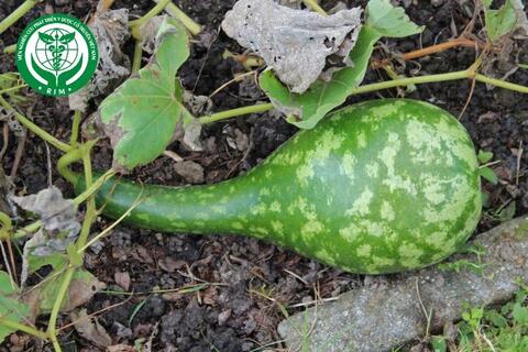 Lagenaria siceraria (Mol.) Standl. - Bầu