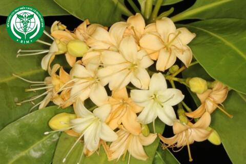 Cyrtophyllum fragrans (Roxb.) DC. – Trai lý