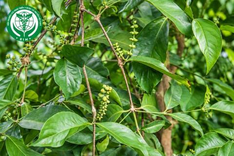 Gnetum gnemon L. var. gnemon – Nhíp