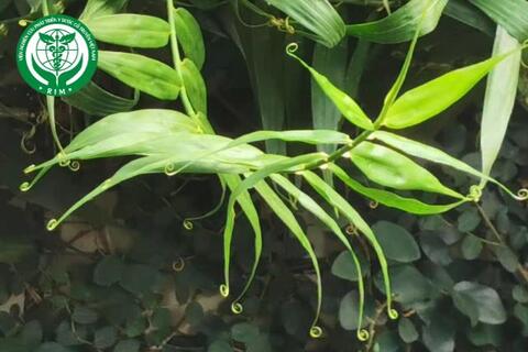 Flagellaria indica L. – Mây nước