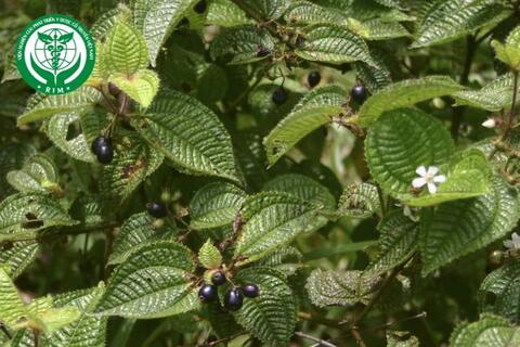 Miconia crenata (Vahl) Michelang. - Cỏ sophani