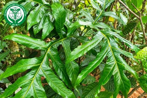 Heliciopsis lobata (Merr.) Sleumer – Bàn tay ma