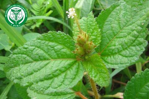Croton hirtus L'Hér. – Cù đèn lông cứng