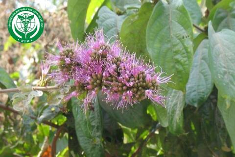 Combretum pilosum Roxb. ex G.Don – Trâm bầu lông