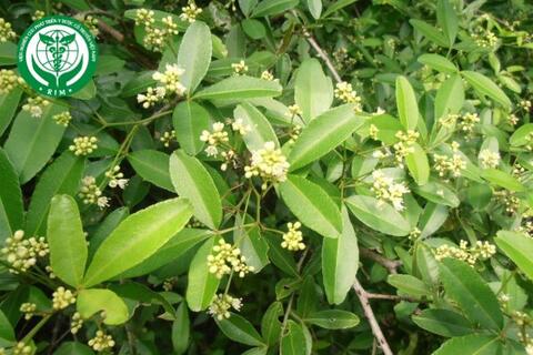 Zanthoxylum asiaticum (L.) Appelhans, Groppo & J.Wen – Cam núi