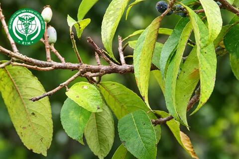 Symplocos racemosa Roxb. – Dung chùm