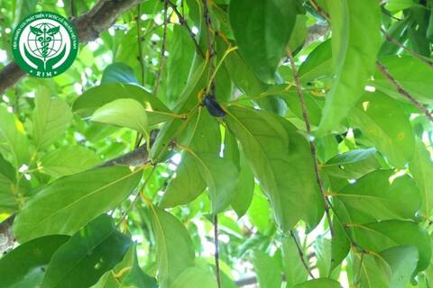 Gonocaryum lobbianum (Miers) Kurz – Quỳnh lam