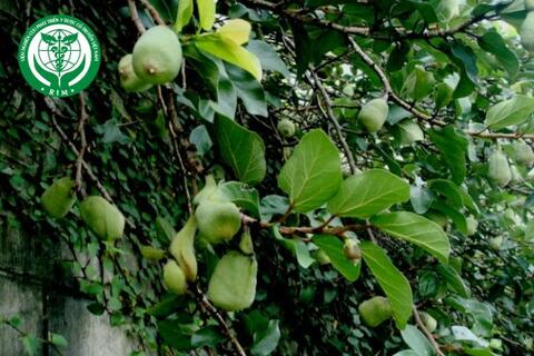 Ficus pumila L. – Trâu cổ