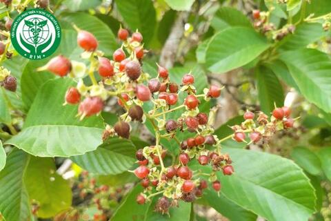 Tetracera scandens (L.) Merr. – Chạc chìu