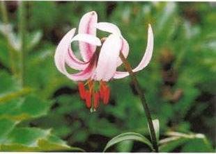 Tỏi rừng.