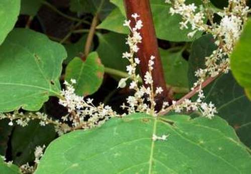 Cây điền thất