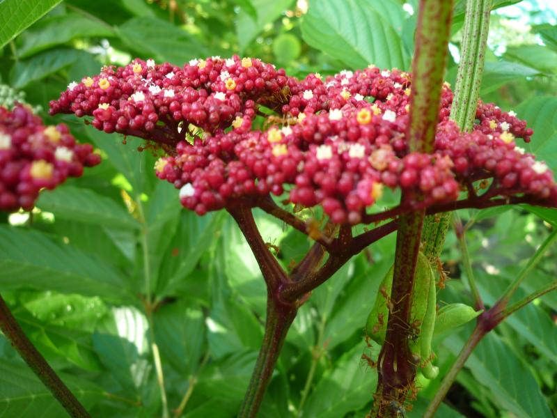 Cây gối hạc