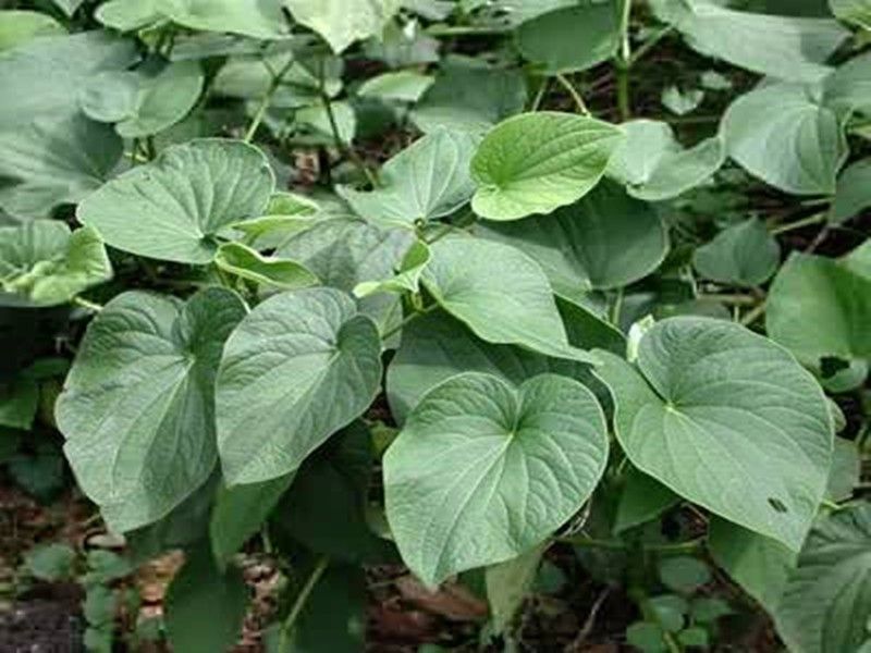 Cây tiêu hồ rễ